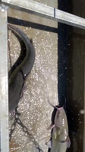 Today! Lakes 3 & 6 🎣 | Santee Lakes