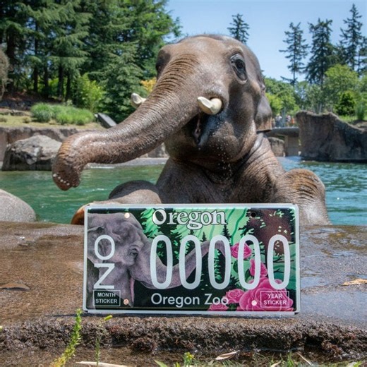 Oregon Zoo designs elephant license plate to protect endangered animals - KOBI-TV NBC5 / KOTI-TV NBC2