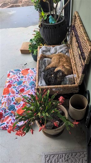 1.5K views · 56 reactions | Ramona's rainy day. Good morning. | Andrea Rumery | Facebook