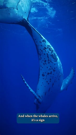 3.5K views · 42 reactions | For the ancient Polynesians, the arrival...