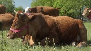 A Limousin beef cow with large horns, wearing a halter, is lying in a rural pasture, flicking her ears and shaking her head to ward off a swarm of pesky flies. Livestock management in agriculture.