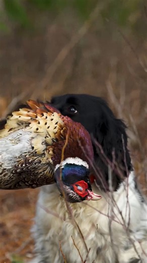 Good dog season is here! Who else is chasin' Roosters this fall? 📷 : Stoeger Ambassador Bill Desmarais *Stoeger does not sell firearms online to individual customers. Please check your local dealer for more information.* | Stoeger Industries