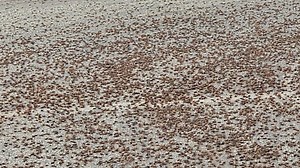 Pioneers beware: 'Mormon cricket' infestation returns to Utah