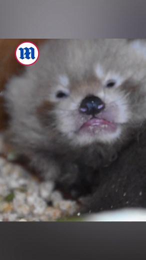 7.4K views · 88 reactions | This momma panda is enjoying her miracle cub!  | Daily Mail Video | Facebook