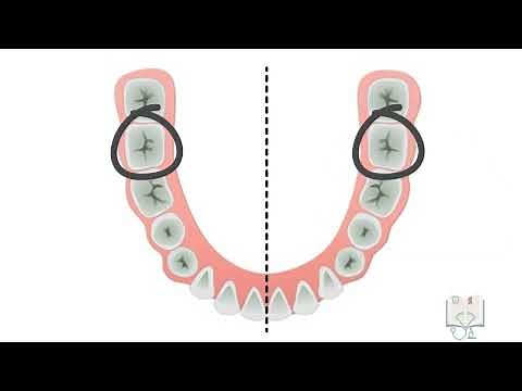 Permanent Mandibular 2nd Molar
