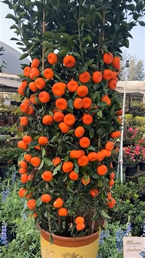 1000 Fruits 😱 on ONE Small Tree 😱 l #shorts #shortsvideo #trendingshorts #ytshort #viralvideo