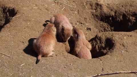 Prairie dog pups emerge at Franklin Park Zoo