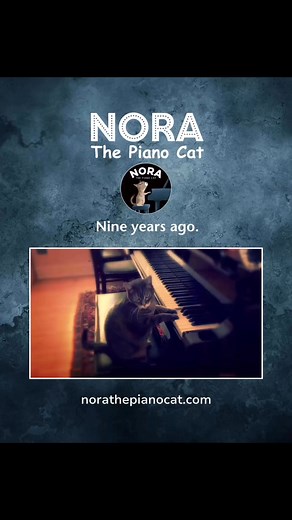 A bit of Nora glamour from the Nora archive. Enjoy. | Nora The Piano Cat