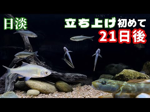 【アクアリウム】用水路に生息する熱帯魚のような魚を日本淡水魚水槽に追加/透き通った水の中に群れで泳ぐカワイすぎる魚を捕獲する