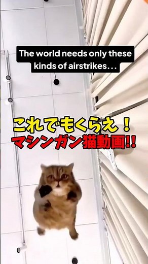 Take this! Cat machine gun! #cat #cats #cute