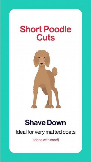 Poodle Haircut Styles Explained: From Classic to Modern Cuts