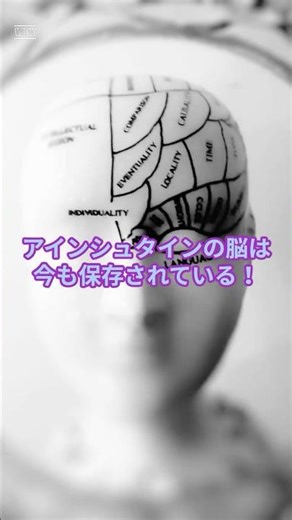 405アインシュタインの脳は今も保存されている！ #雑学 ＃雑学ショート #知識