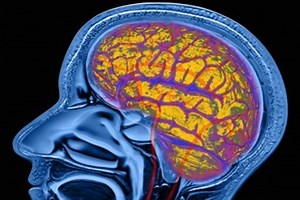 Top 10 Myths About the Brain
