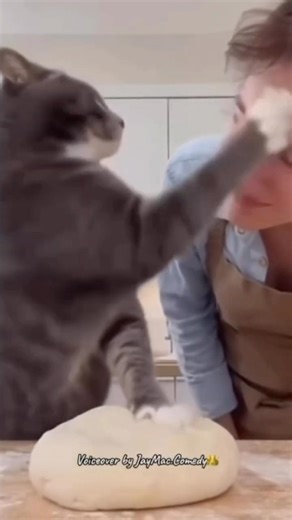 Cat Kneading Dough Slaps Woman for Interrupting | Funny Cat Video #catlaughs #catwatch
