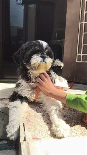 Baby dog#cute​ puppy barking#4kviral​#shorts​ #trending​ #viral