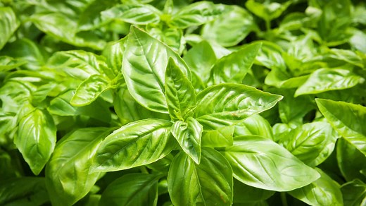 11 Benefits of Sweet Basil You can Leverage Easily