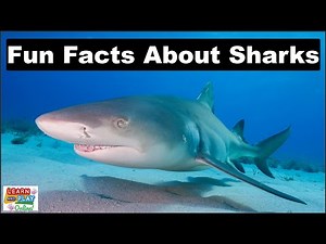 Fun Facts About SHARKS!