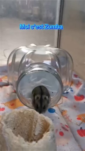 📢 Zumba cherche sa famille pour la vie ! Née en février 2025, Zumba est une petite hamster pleine d’énergie ⚡ et de curiosité 👀. Toujours en vadrouille, elle adore explorer tous les recoins et faire des sprints dans sa roue 🏃‍♀️💨 (son sport préféré !). Côté câlins ? Elle est encore un peu timide mais fait confiance de plus en plus petit à petit, avec de la patience (et quelques friandises 🥦🍓), elle se laisse doucement apprivoiser. Une vraie petite gourmande au cœur tendre ! 📍 Actuellement
