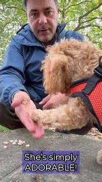 Puppy training @trainingdog.co.uk #PuppyTraining #ObedienceTraining #TrainYourDog #dogtraining