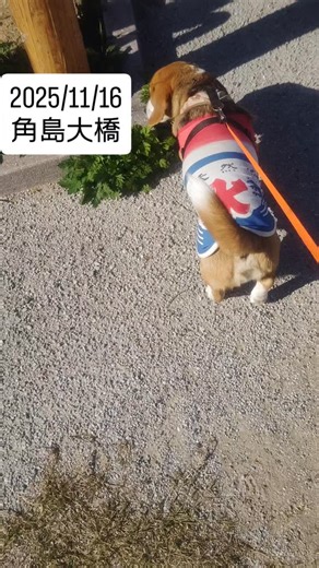 短足の快斗 on Instagram: "2025/11/16 山口県 角島大橋 一度行ってみたかった場所🌉 天気にも恵まれて凄い景色🥹 海水も澄んでて砂浜もキレイ🏖️ 動画は撮れなかったけ窓全開にして車で渡ったよ🚙 ほんとすごすぎました😆 けどバイクのツーリングがめちゃくちゃ多くてうるさいのがね😮‍💨 一部だけど対向車いなかったら真ん中走ったりエンジンふかしたり🏍️💨 まだ行ったことない方はぜひおすすめします🌊 #ビーグル#コーギー#ミックス犬#角島#角島大橋#絶景#山口絶景#山口県#山口県絶景"