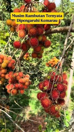 The Secret of Rambutan Season: It's Actually Influenced by the Dry Season!