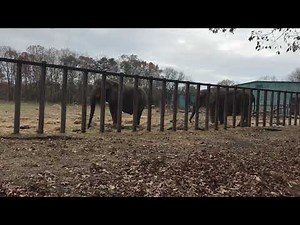 Example of scan sampling while doing observational animal behavior research