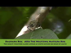 How to control Insects in the garden - Bagrada Bug