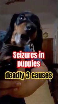 Seizures in dogs || Deady 3 causes explained by Dr Sk Mishra