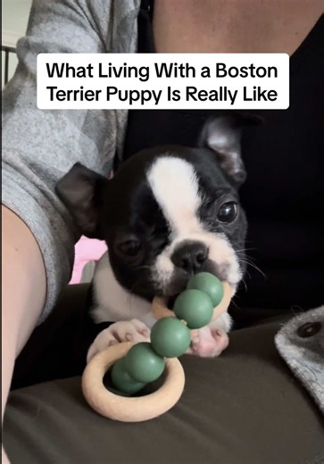 Understanding Life with a Boston Terrier Puppy