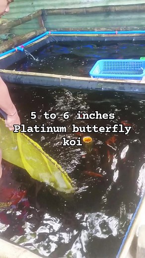 16K views · 264 reactions | Platinum butterfly koi. #butterflykoi #happyfishing #backyardfarming #fblifestyle #koifish | Philip's Aquatics | Facebook
