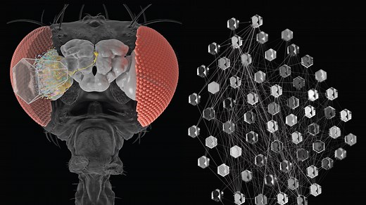 AI met fruit fly, and a better brain model emerged