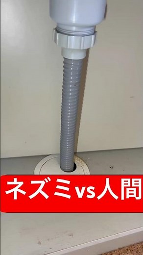 ネズミは家の中に侵入すると、食料を荒らしたり、病気を媒介したり、様々な被害をもたらします。#ネズミ#ネズミ駆除#株式会社マルックス#害獣駆除