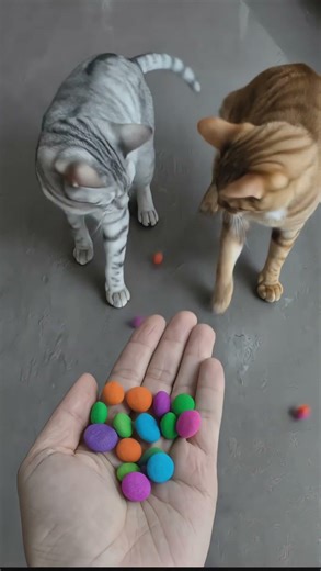 Colorful balls + curious cats = instant serotonin 🎈🐱