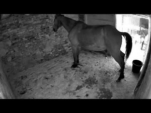 Horse taking a piss