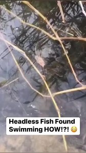 8.5M views · 10K reactions | Headless fish found swimming in a Lake… How somebody please explain!! 樂 | Jay Bling | Facebook
