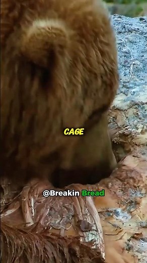 Eating Bear meat comes with consequences