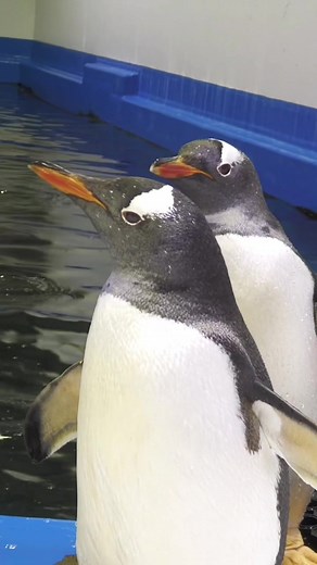 Meet the Chanels: Sphen & Magic's Penguins