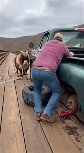 Man's Quick Reflexes Save Dog from Charging Ram! #RamAttack #HeroDogDad #AnimalRescue