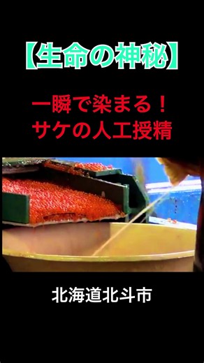北の大地が育む命のバトン — 鮭の人工授精に宿る神秘 #北海道 #北斗市 #鮭 #サケ #人工授精