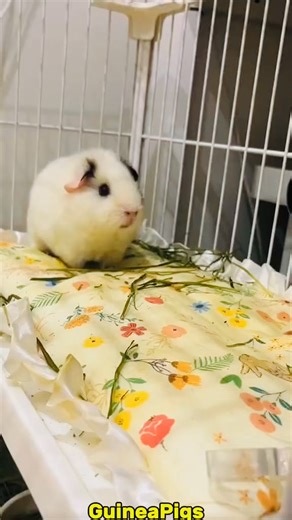9.5K views · 410 reactions | How Cute Noises  . . . . #cute #pet #guineapig #PetTraining #petlover #cutepet #funny #guineapigs #funnyvideo #fyp | CaCopetshop | Facebook