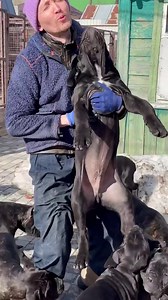 Cane corso male #canecorso #canecorsolovers #canecorsopuppy #canecorsobreeders #canecorsolove #canecorsoclub #canecorsogram #canecorsolover #canecorsomania #canecorsopuppies #canecorsos #canecorsopuppys #aprioribest #canecorsoofinstagram #canecorsousa #canecorsouk #canecorsoeurope #canecorsoitaliano #pupies #канекорсо #канекорсощенки #щенкиканекорсо #канекорсоклуб #канекорсомосква | Cane Corso kennel Apriori Best
