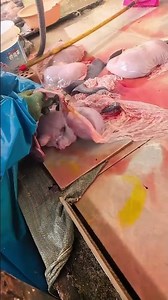 Fresh Pork Tripe Cutting & Cleaning, Full Process
