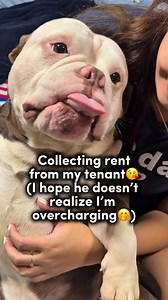 Mom collects rent on a daily basis🐾😘🥰🤣🐾 #dog #cute #funny | Glasses the Bully