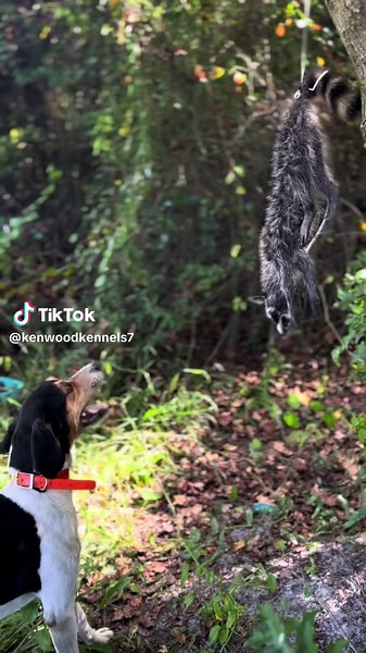 Exciting Coon Hunting Adventures with Hounds