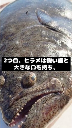 これってどっち？ヒラメとカレイの違い3選 #豆知識 #プチ知識 #雑学 #動物