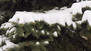 Slow motion snow christmas tree in winter park. Snowfall on pine branch. Close-up shot filmed in 4k UHD