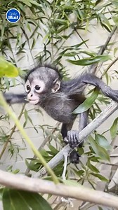 6.8K views · 53 reactions | She's doing so well! 殺 | Daily Mail Video | Facebook