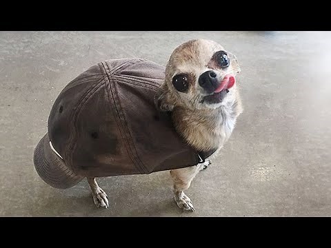 Super FUNNY ANIMALS VIDEOS compilation