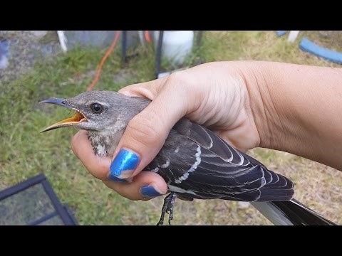 "How to Catch a Mockingbird" (or... "Stupid Bird Catches Self")