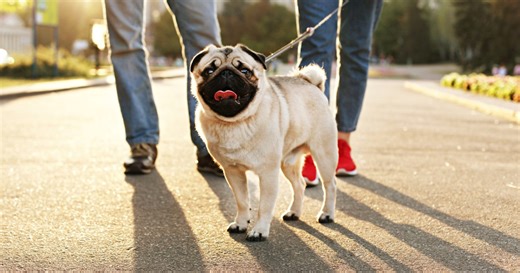 5 Dog Breeds With Curly Tails and Endless Love, Say Experts